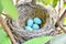 American Robin nest with 4 blue eggs