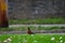 An American Robin Peaking Its Head Over A Hill