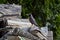 American robin perched on pile of firewood