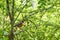 American robin perched in the shade on a sunny spring day
