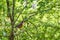 American robin perched in the shade on a sunny spring day