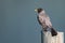 American Robin Perched on a Weathered Wooden Fence Post