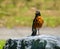 American robin perching on boulder