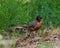 American Robin Photo and Image. Standing on ground with a dragonfly in its beak with green background in its environment