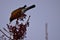 American Robin Picking Berries