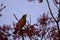 American Robin Picking Berries