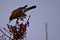 American Robin Picking Berries