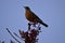 American Robin Picking Berries