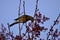 American Robin Picking Berries