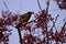 American Robin Picking Berries