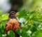 American Robin portrait