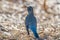 American robin portrait standing on the ground - beautiful bright sunlit blurry bokeh background