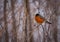 American robin resting on a branch in winter.