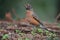 American Robin resting in forest