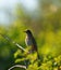 American Robin resting on tree branch