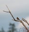 American Robin resting on tree branch