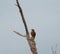 American Robin resting on tree branch