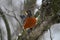 American Robin with Robust Red Breast -  Turdus migratorius