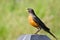 American Robin Singing While Perched