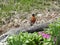 American robin sitting on drift wood