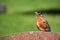 An American Robin sitting on a tombstone