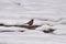 American Robin in the snow