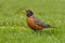 American Robin in Spring grass