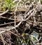 American Robin Standing on Bird Nest Around Baby Robins