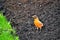 American robin standing on fresh mulch compost mixture