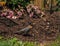 American Robin Standing in Mulch