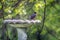 American Robin standing on an old rustic bird bath