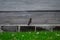 An American Robin Standing on a Wall