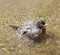 American Robin Taking a Bath