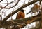 American robin in tree during cold winter in Michigan