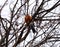 American robin in tree during cold winter in Michigan