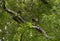 American Robin on a Tree Limb