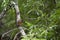 American Robin on a Tree Limb