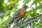 An American Robin on a tree during spring