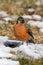 American Robin (Turdus migratorius)