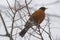 American Robin (Turdus migratorius)