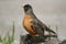 American Robin (Turdus migratorius)