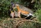 American robin (Turdus migratorius) feeding nestlings in the nest.