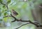 American Robin Turdus migratorius female juvenile perched on a tree branch with leaves, green bokeh background, copy