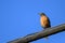 An American Robin Turdus migratorius with an insect in its beak