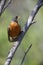American Robin (Turdus migratorius migratorius)