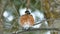 American robin, Turdus migratorius, perched on branch in snowfall