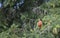 American Robin, Turdus migratorius, perched on a douglas fir branch