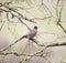 American Robin, Turdus migratorius, perched on a tree