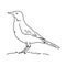 American robin vector bird illustration
