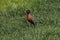American Robin Walking Through Grass